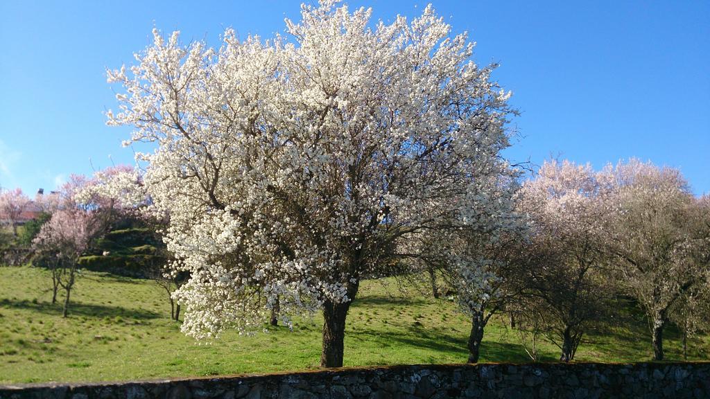 Flor Do Douro - Comercio E Hotelaria, Lda 미란다도두로 외부 사진